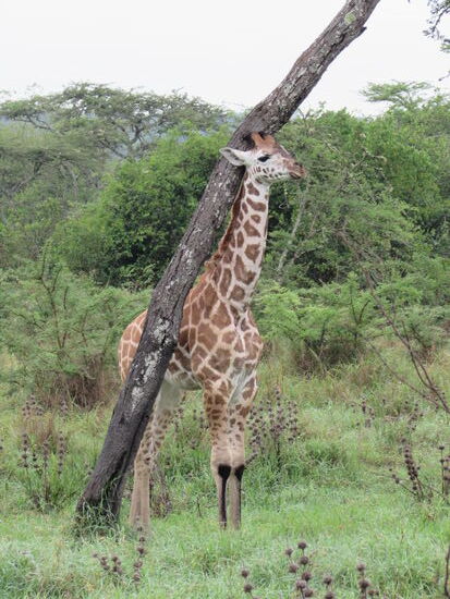Einmal kurz schubbern.