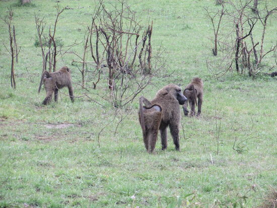 Baboons