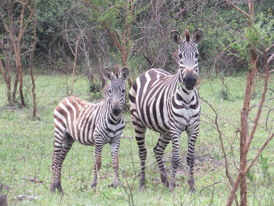 Ein Zebra mit Jungtier.