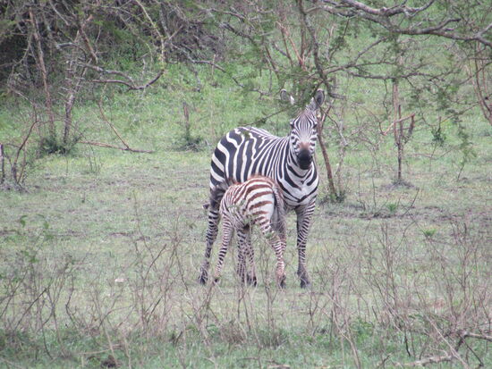 Es ist toll, die Kinderstube der Tiere zu erleben.