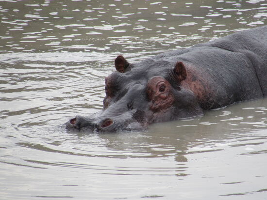 In einem Wassertümpel sehen wir ein Hippo. Es ist ein einzelnes Tier, das aus dem Lake Mburo hierher kam, weil es dort seinen Rivalen unterlegen war.