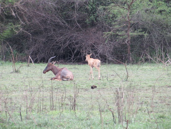 In der Ferne sehen wir eine Topi Antilope mit seinem Jungen.