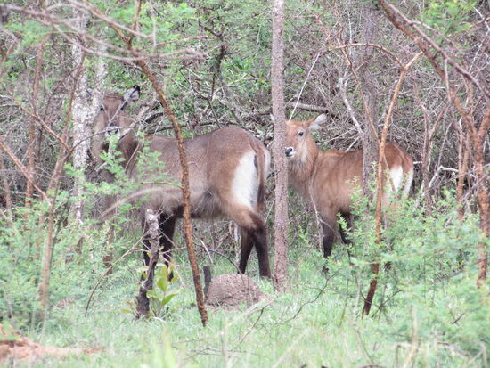 Im Gebüsch sehen wir Wasserböcke. Sie sind sehr scheu.
