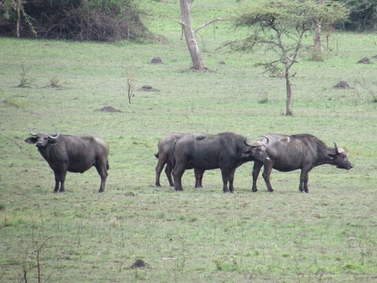 In der Ferne stehen Wasserbüffel.