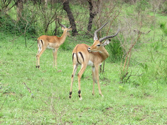 Impalas