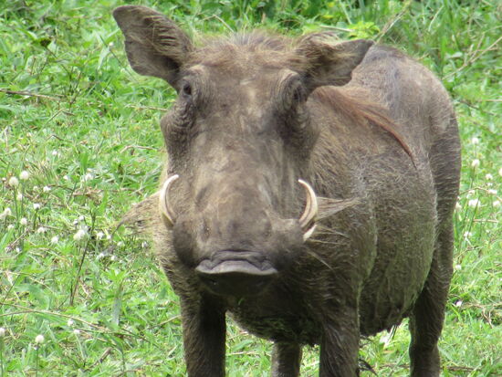 Mit diesen Hauern möchte man keine nähere Bekanntschaft machen. Aber inzwischen haben wir die Fußsafari längst beendet und sind mit dem Fahrzeug unterwegs.