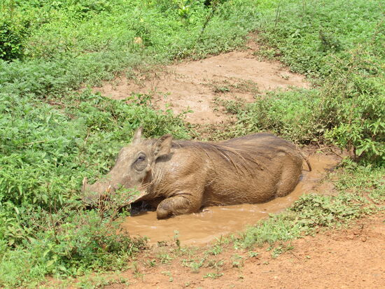 Wo ein Loch zum Suhlen ist, dort ist auch ein Pumba nicht fern.