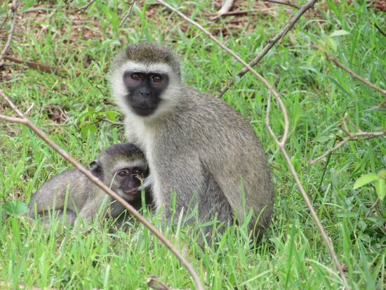 Auch die Meerkatze hat ein Junges.