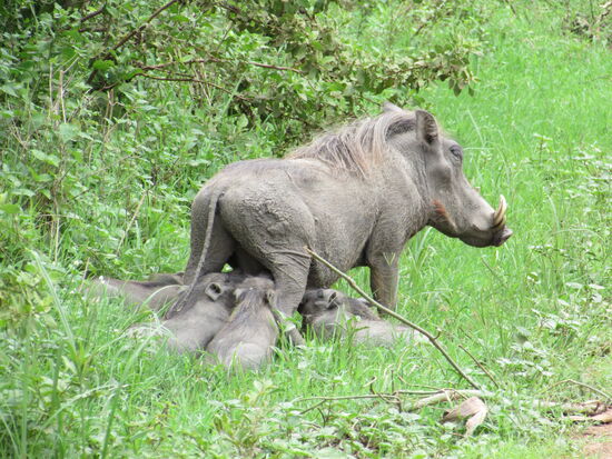Direkt am Straßenrand werden die kleinen Pumbas gesäugt.