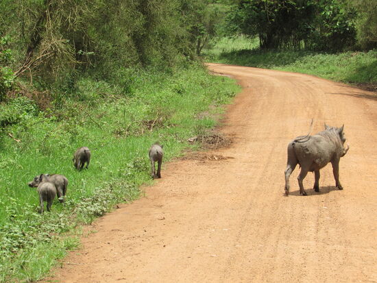 Doch schließlich macht sich die kleine Familie wieder auf den Weg und auch für uns endet diese schöne Safari.