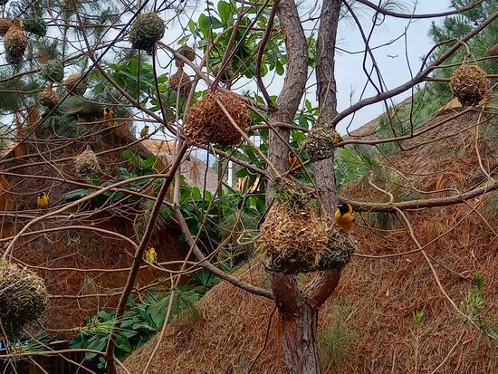 Unzählige Nester hängen in den Bäumen.