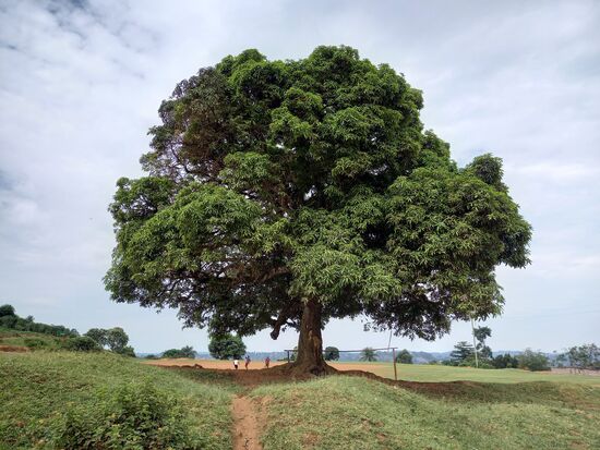 Wir kommen an einem riesigen Mango Baum vorbei.