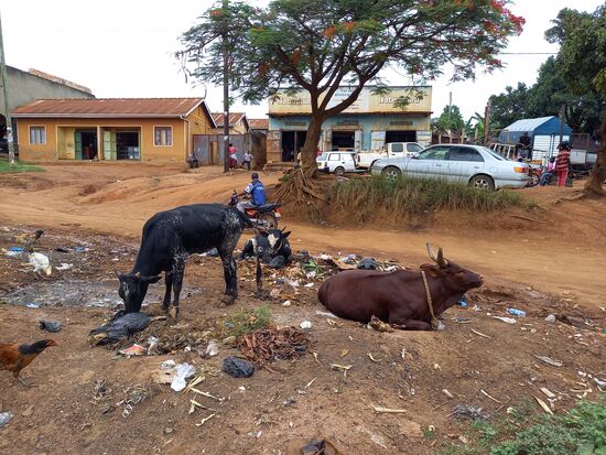Ein Anblick, der uns auf unserer Reise schon häufiger begegnet ist  - Tiere die im Unrat nach Essbaren suchen.