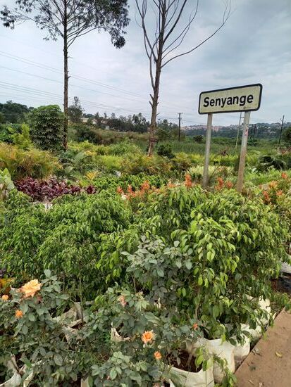 Mitten durch die Stadt zieht sich ein Sumpfgebiet und in unmittelbarer Nähe befinden sich viele Gärtnereien.