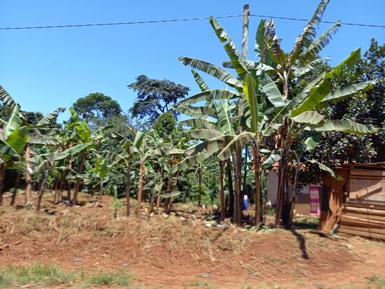 Auch hier gibt es viele Bananen Plantagen.