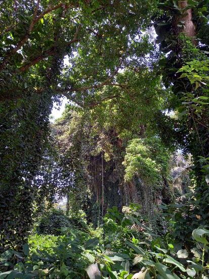 Das gibt einem das Gefühl in den Dschungel zu schauen.