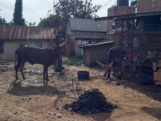 Was für prächtige Hörner