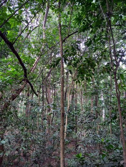 Hier hat man das Gefühl,  man schaue in den Dschungel und für einen Moment vergesse ich, daß ich mitten in der Stadt bin.