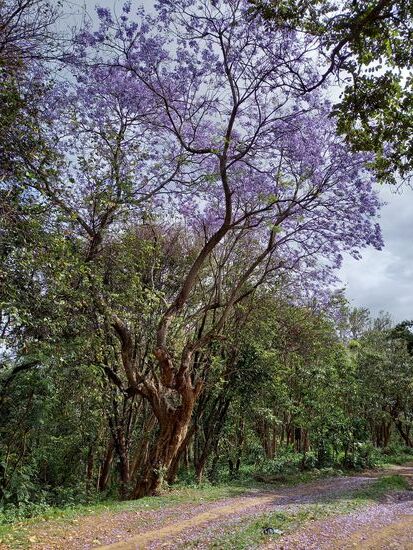 Zur Zeit blühen überall die Jakarander Bäume,  ein Traum  