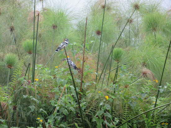 Dann entdecken wir auch schon die ersten Graufischer im Papyrusgras.