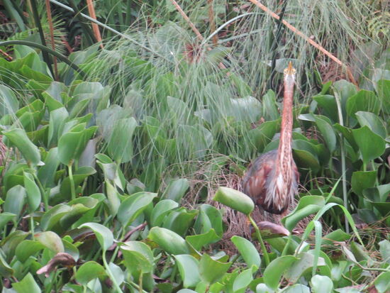 Gut getarnt steht ein Goliathreiher.