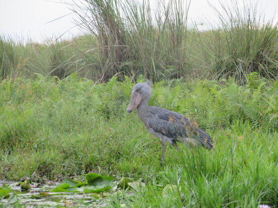Das hat seinen Grund - dort steht ein Schuhschnabel 