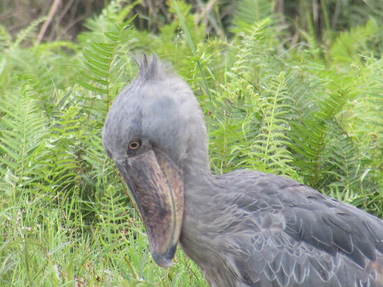 Der mächtige Schnabel ist beindruckend.