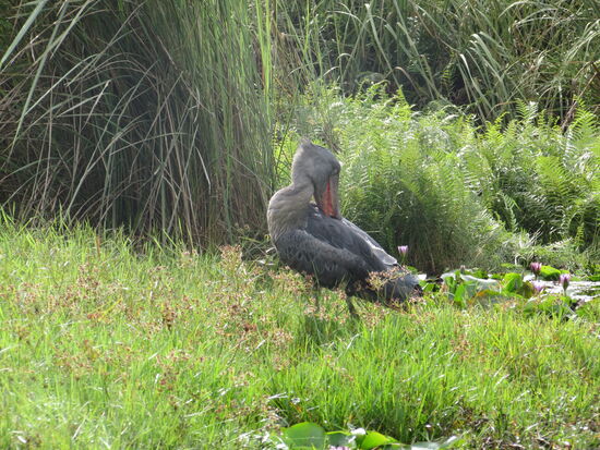 Wir können ihn ausgiebig beobachten.