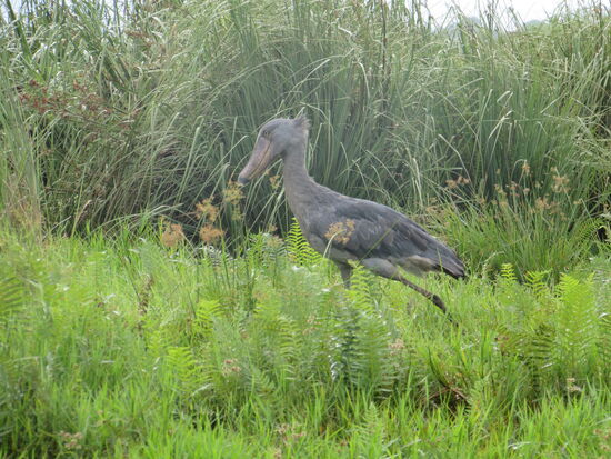 Doch schließlich verschwindet er im Dickicht des Grases.