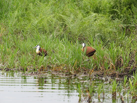 Leider wissen wir nicht, wie diese Vögle heißen  