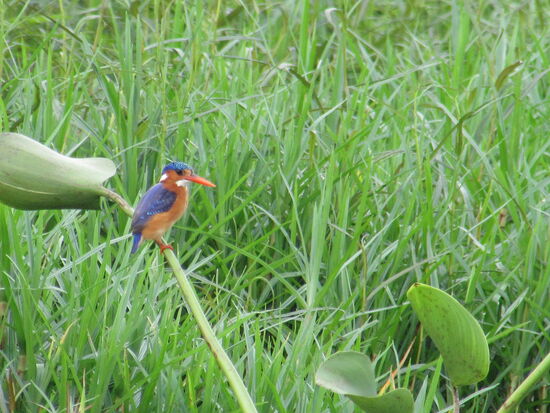 Der Kingfischer präsentiert sich aus nächster Nähe.
