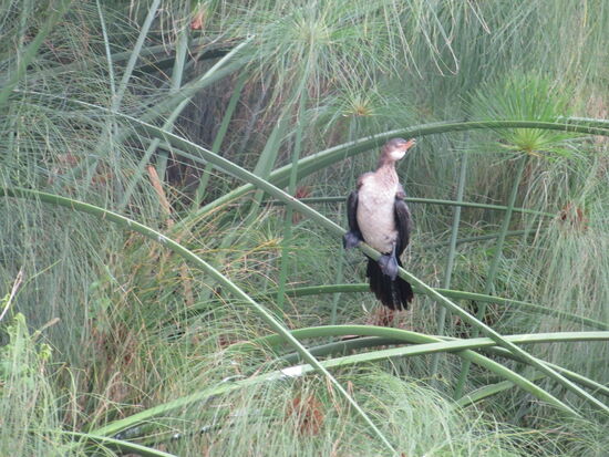 Ein weiterer Kormoran
