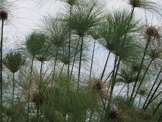 Wir paddeln durch dichtes Gras