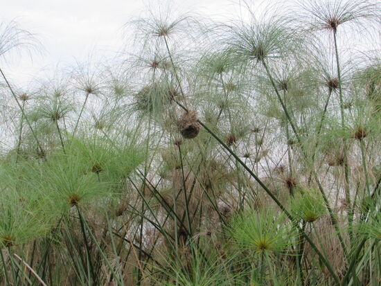 Im Papyrus hängt ein Nest vom Webervogel.