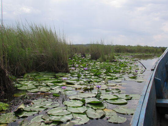 Wir gleiten an endlosen Seerosen vorbei.