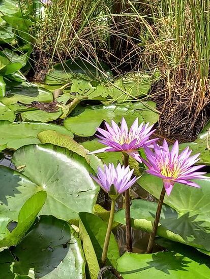 Wunderschön anzusehen