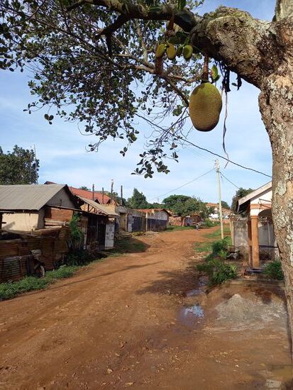 So sieht übrigens die Jackfrucht aus.