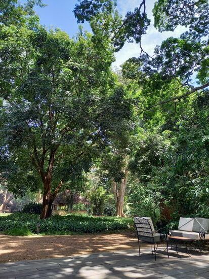 Wann immer ich hier in Usa River bin, verbringe ich ein paar Stunden in der Lodge River Trees.