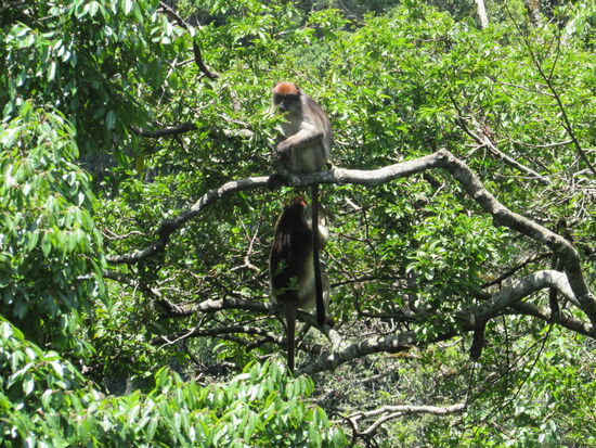 Die roten Colobus Affen toben mit lautem Gebrüll durch die Bäume.