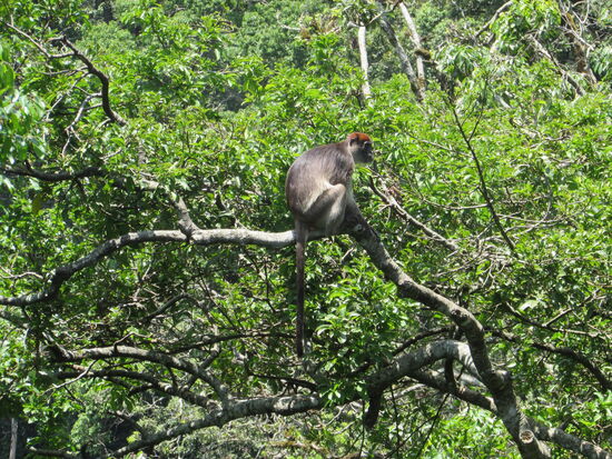 Ein guter Vorgeschmack auf unsere Schimpansen Trekking Tour.