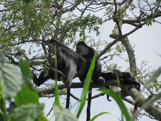 Die weißen Colobus Affen gibt es ebenfalls hier auf dem Gelände der Lodge.
