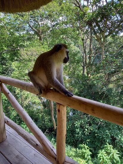 Als wir nachmittags Kaffee trinken bekommen wir Besuch. Erst ganz brav auf Distanz, springt er plötzlich auf den Tisch und verschwindet mit der Zuckerschale.