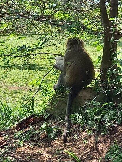 Gleich hinter dem nächsten Baum entleert er die Schale bis auf den letzten Krümmel und lässt die Schale liegen.