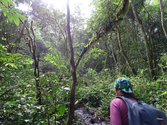 Nichts als dichter, grüner Dschungel. Mit einer einzigartigen Geräuschkulisse. Die Pflanzenvielfalt ist beeindruckend.