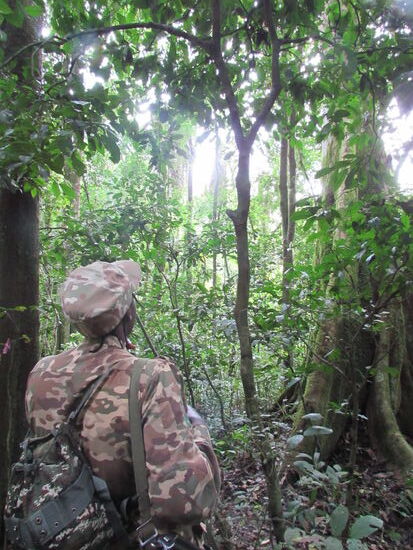 Florence stoppt immer wieder und horcht in den Dschungel hinein, um vielleicht die Rufe der Schimpansen zu hören. Denn es gibt natürlich keinerlei Garantie, das wir tatsächlich Schimpansen sehen werden.