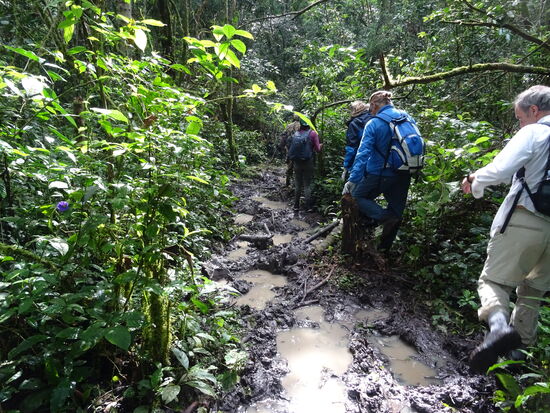 Stattdessen finden wir Spuren von Elefanten.