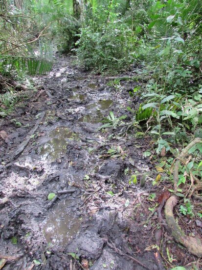 Der Boden ist total matschig. Da sind Trekkingschuhe unbedingt notwendig. Es ist extrem rutschig. Man muss auch vorsichtig sein, wonach man greift, denn einige Pflanzen haben große Dornen. Wir haben extra schnittfeste Handschuhe angezogen.