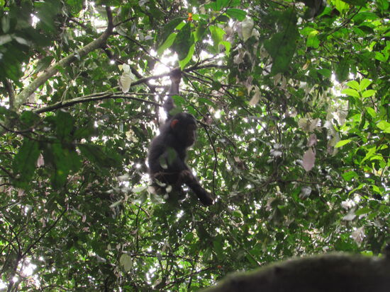 Nur wenige Schritte weiter sind wir mitten in einer ganzen Gruppe mit mehr als 20 Mitgliedern.