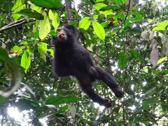 Die Jüngeren toben umher.