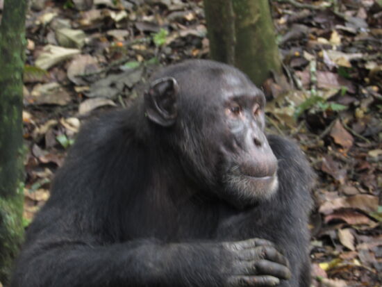 Die älteren hocken am Boden und wir kommen ihnen unglaublich nah.